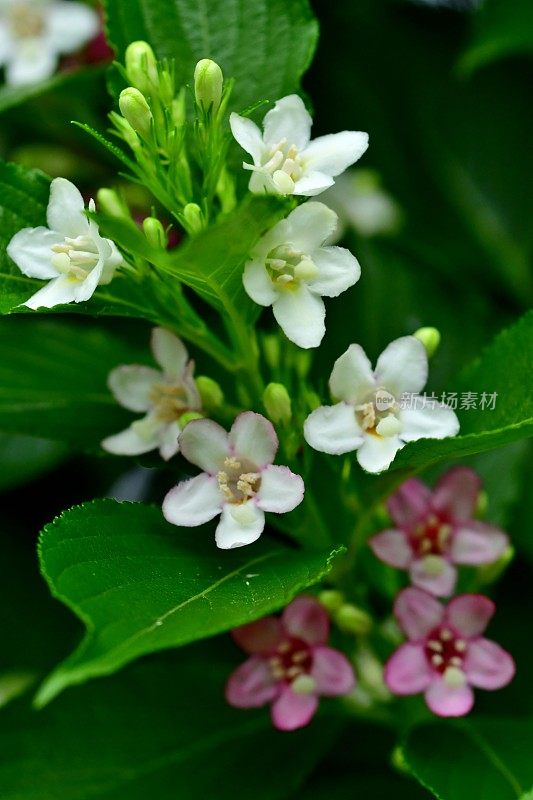 Weigela coraeensis花